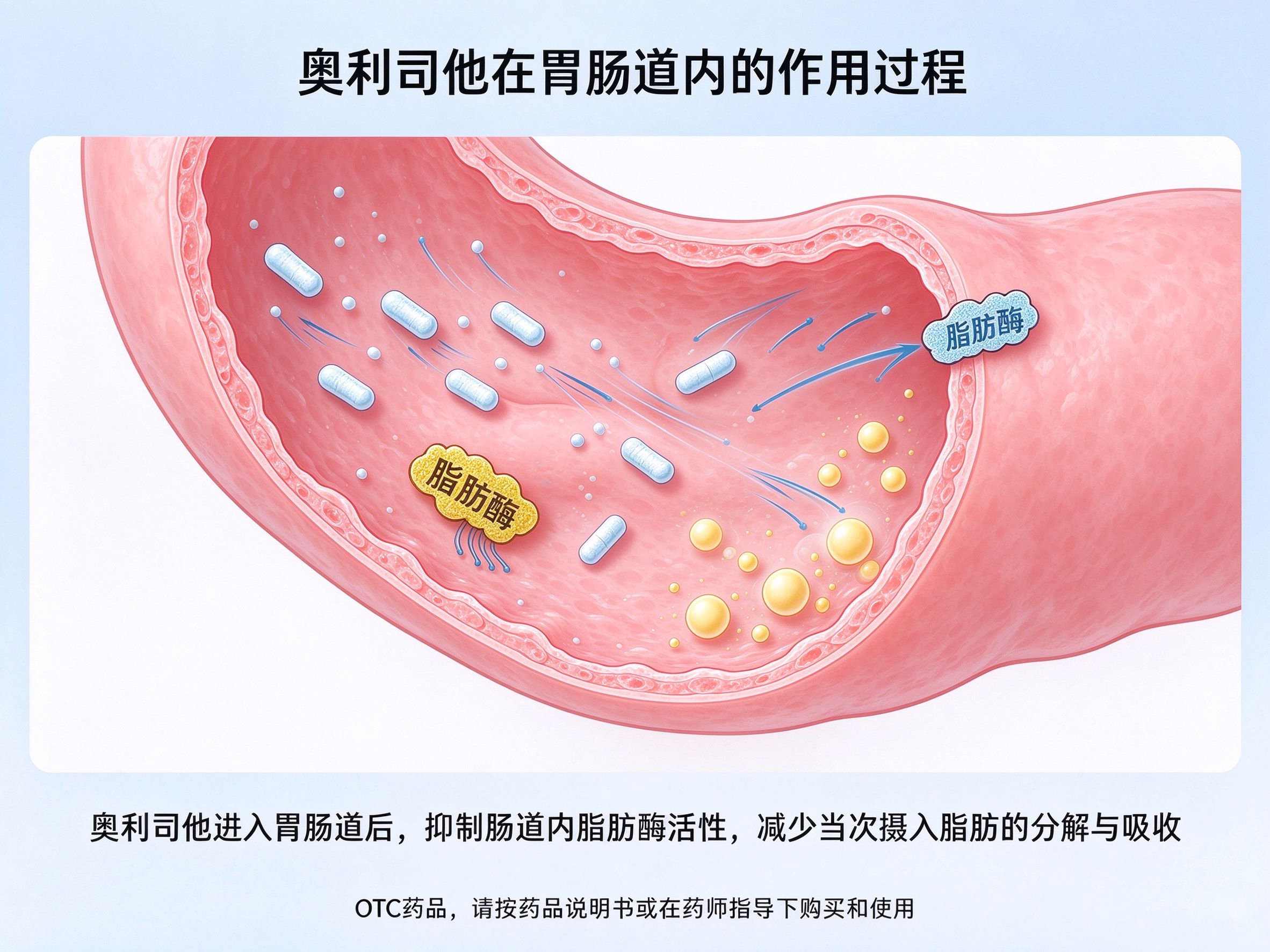 减脂不反弹,杜绝复胖方法,奥利司他长效减脂,改善易胖体质,赛乐赛闭环减脂